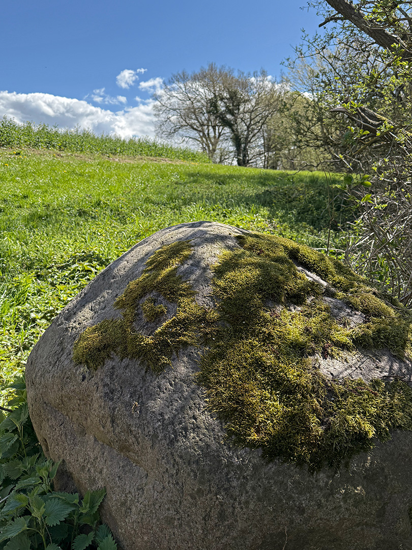 Ein großer, mit Moos bewachsener Stein liegt in einer frühlingshaften Landschaft.